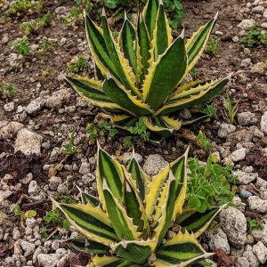 Agáva hrebeňovitá (Agave Lophantha) ´QUADRICOLOR´ - výška 15-20 cm, ⌀ 30-40 cm, kont. C6L (-6°C)